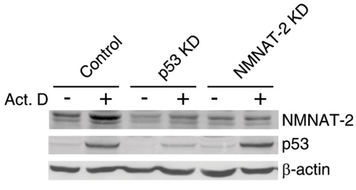 Protein levels of p53 and NMNAT-2 were compared.jpg